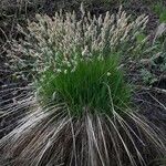Carex cespitosa Blüte