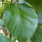 Acalypha hispida Blad