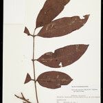 Dacryodes negrensis Leaf