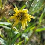 Tragopogon dubius 葉