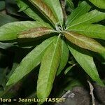 Salix pedicellata Leaf