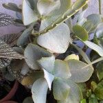 Crassula arborescens Flower