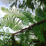 Metasequoia glyptostroboides পাতা