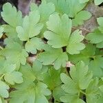 Adoxa moschatellina 葉