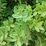 Spiraea douglasiiLeaf