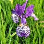 Iris sibiricaപുഷ്പം