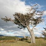 Nothofagus pumilio موطن