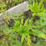 Eryngium foetidum Leaf