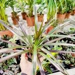 Dracaena reflexaLeht