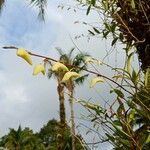 Dendrobium crumenatum Kukka