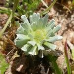 Filago pygmaea Blüte
