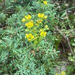 Ruta chalepensis Flor