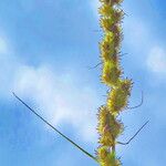 Carex appropinquata Blomma