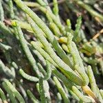 Salicornia procumbens পাতা