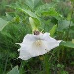 Datura stramoniumFleur