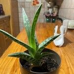 Aloe variegata Foglia