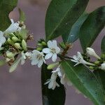 Tricalysia longituba Flor
