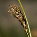 Carex sempervirens Vrucht