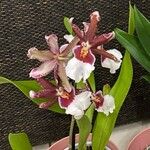 Oncidium crocidipterum Flor