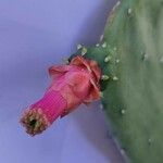 Opuntia cochenillifera 花