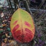 Callicarpa bodinieri Folha