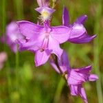 Calopogon tuberosus Virág