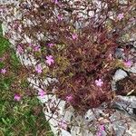 Geranium purpureum Blüte