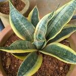 Sansevieria trifasciata Leaf