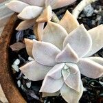 Graptopetalum paraguayense পাতা