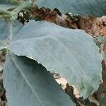 Cyphostemma juttae Hoja