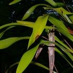 Maxillaria egertoniana Іншае