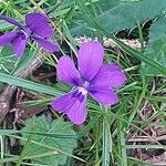 Viola dubyana Flors