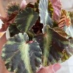 Begonia cleopatrae Lapas