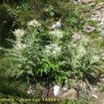 Cirsium glabrum Habitatea