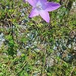 Campanula patulaFlor