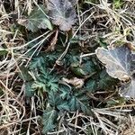 Geum canadense पत्ता