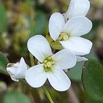 Cardamine resedifolia Žiedas