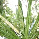 Pandanus purpurascens Hoja
