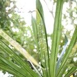 Pandanus purpurascens Blad