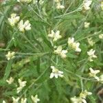 Pseudognaphalium californicum Flower