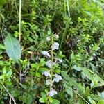 Pyrola media Flower