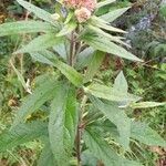 Eupatorium cannabinum 花