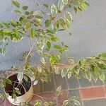 Ficus retusa Лист