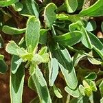Barleria argentea Leaf