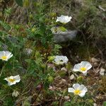 Cistus salviifolius Habit