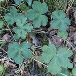 Sanicula europaea Likasa