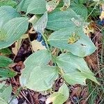 Polygonatum odoratum Агульны выгляд