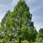Metasequoia glyptostroboides Hábito