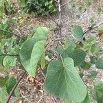 Cercis occidentalis Hostoa
