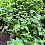 Persicaria virginiana Hábito